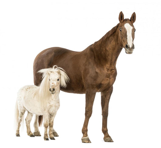 Shetland Pony Horse Wall Decal