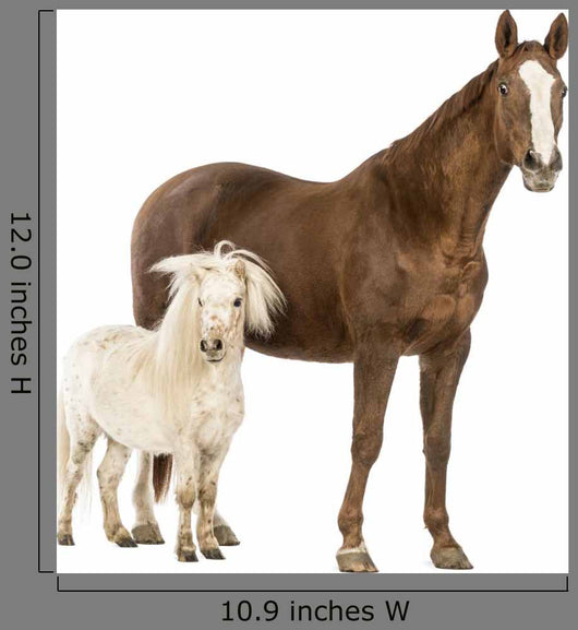 Shetland Pony Horse Wall Decal