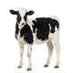 Calf Looking at the Camera Wall Decal
