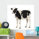 Calf Looking Away Wall Decal