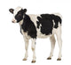 Calf Looking Away Wall Decal