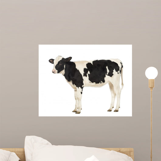 Calf in Front of White Background Wall Decal
