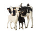 Calf with Goats and Hens Wall Decal