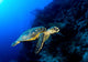 Hawksbill Turtle Deep Blue