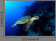 Hawksbill Turtle Deep Blue