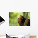 Golden-headed Lion Tamarin