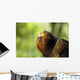 Golden-headed Lion Tamarin
