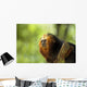 Golden-headed Lion Tamarin