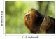 Golden-headed Lion Tamarin