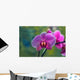 Orchidee Phalaenopsis Wall Decal