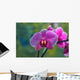 Orchidee Phalaenopsis Wall Decal