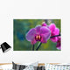 Orchidee Phalaenopsis Wall Decal