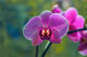 Orchidee Phalaenopsis Wall Decal