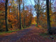 Golden Road Fall Wall Decal