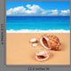 Shell Sandy Beach