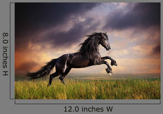 Black Friesian Horse Gallop