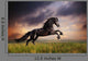 Black Friesian Horse Gallop