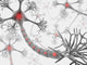 Neurons the Brainstorm Wall Mural