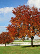 Farm Autumn Colors Wall Decal
