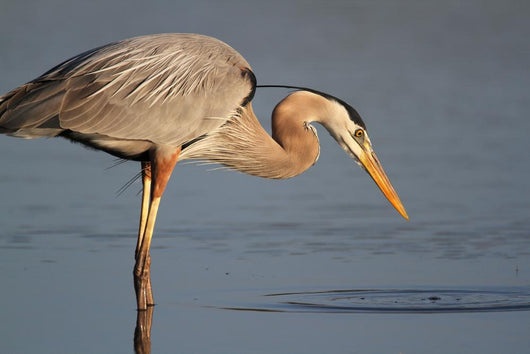 Great Blue Heron Stalking Wall Mural