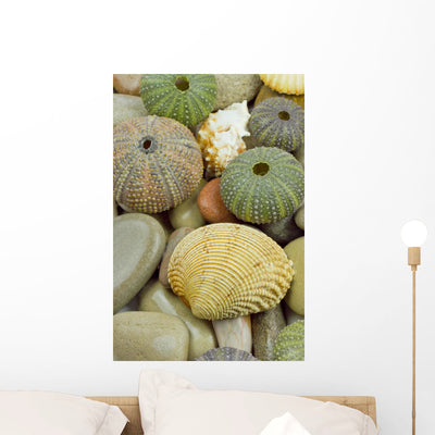 Sea Urchin and Shell Wall Mural shown on a wall