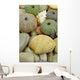 Sea Urchin and Shell Wall Mural