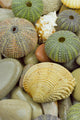Sea Urchin and Shell Wall Mural