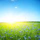 Cornflower Field Clear Blue