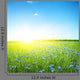 Cornflower Field Clear Blue