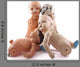 Creepy Dolls White with Wall Decal