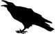 Cawing raven Wall Decal