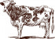 spotted cow Wall Decal