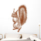 standing squirrel Wall Decal