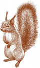 standing squirrel Wall Decal