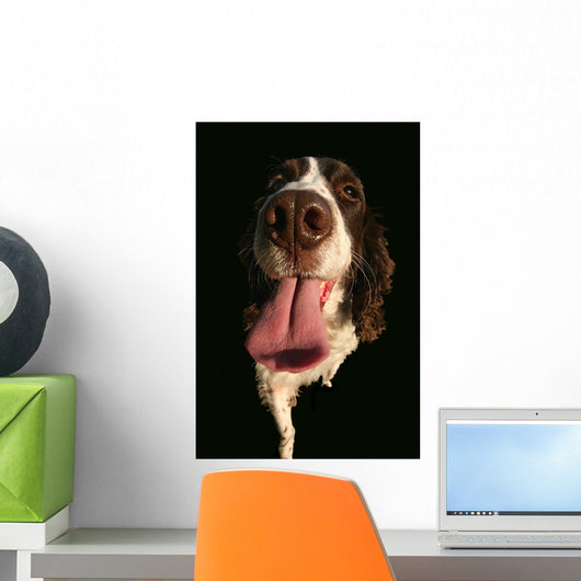 Spaniel Lick Wall Mural