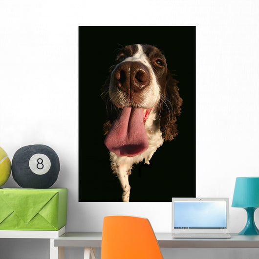 Spaniel Lick Wall Mural
