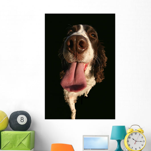 Spaniel Lick Wall Mural