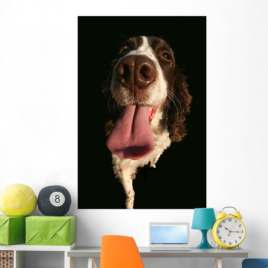 Spaniel Lick Wall Mural
