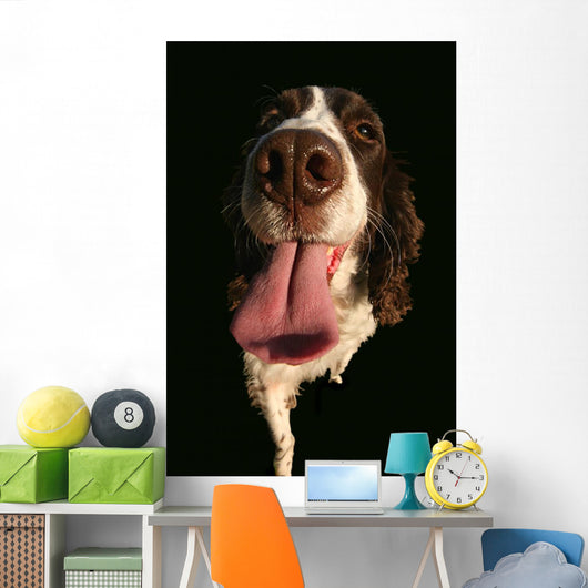 Spaniel Lick Wall Mural