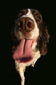 Spaniel Lick Wall Mural