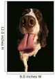 Spaniel Lick Wall Mural