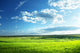 Field Spring Grass and