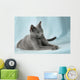 Beautiful Cats Wall Mural