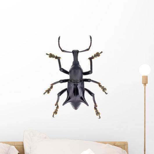 Black Horned Weevil from