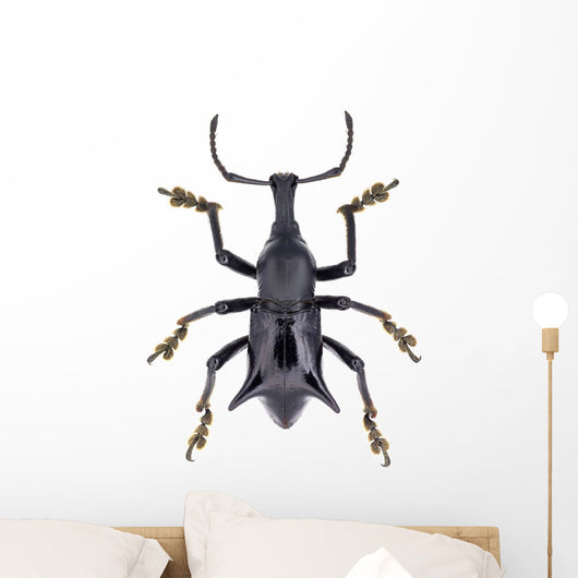 Black Horned Weevil from