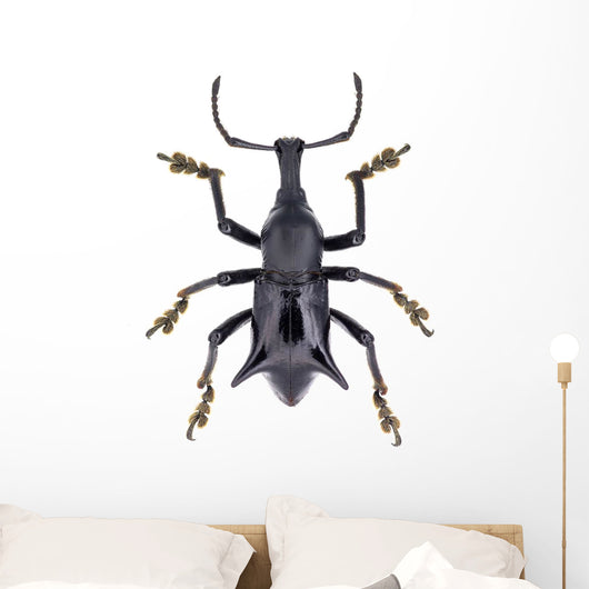 Black Horned Weevil from