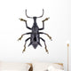 Black Horned Weevil from