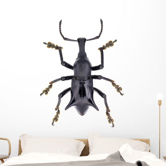 Black Horned Weevil from