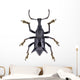 Black Horned Weevil from