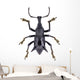 Black Horned Weevil from